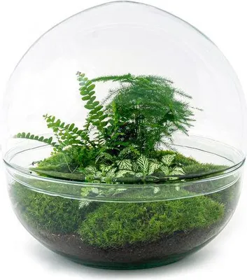 Obrázek produktu pro Stavebnice na vlastní výrobu skleněného terária s kopulí XL, průměr 30 cm – nenáročné skleněné terárium, rostlinné terárium do obývacího pokoje a kanceláře