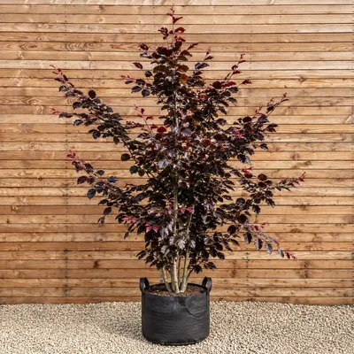 Produktbild von Blutbuche mehrstämmig Atropunicea 200-250 cm - Fagus sylvatica mehrstämmig