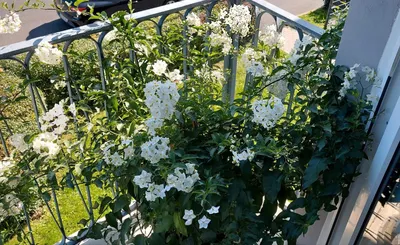 Zdjęcie produktu dla Solanum jasminoides 150-200 cm Jaśminowiec wonny
