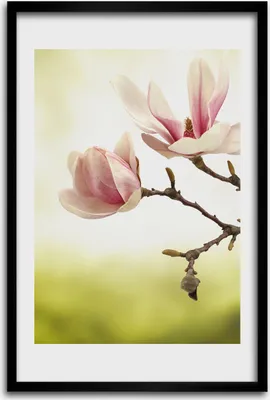 Produktbild von Bild - Bilderrahmen - 40 cm x 60 cm - MDF - Rahmen - Wandkunst - Magnolie Blumen