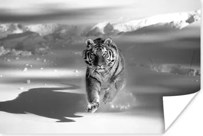 Produktbild von MuchoWow® Poster Tiger - Jagd - Schnee - Schwarz - Weiß 60x40 cm - Schlafzimmerdekoration