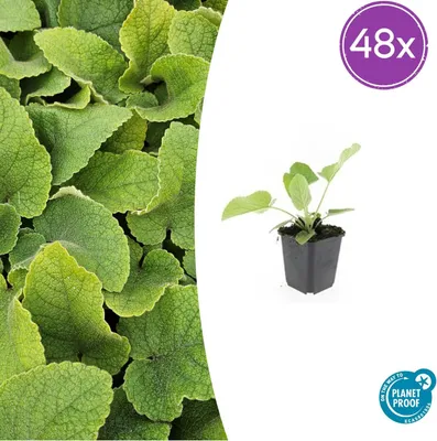 Produktbild von Phlomis russeliana | 48 Stück - 10-25cm - Ø9cm - Gartenpflanze