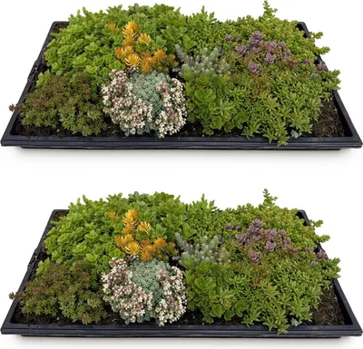 Obrázek produktu pro Půdopokryvná rostlina – rozchodníková rohož, mrazuvzdorná, 2 vegetační rohože, 10 odrůd, nenáročná na údržbu
