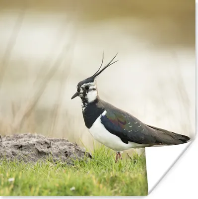 Produktbild von MuchoWow® Poster Vogel - Gras - Tiere - Natur - Kiebitz 100x100 cm - Babyzimmer