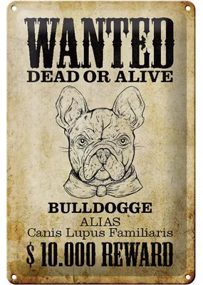 Produktbild von Blechschild Hund 20x30cm wanted dead Bulldogge Alias