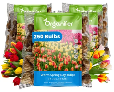 Obrázok produktu pre Tulipánové Cibule - 250 Kvetinových Cibúľ - Teplý Jarný Deň - Apeldoorn Mix Žltá Oranžová Červená - Organifer