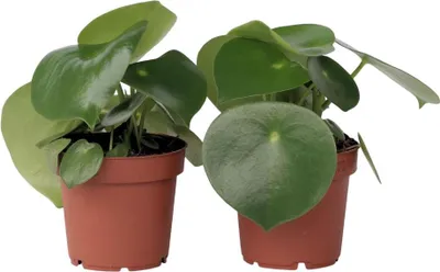 Image de Pépéromie - Set de 2 - Peperomia polybotrya - Hauteur 20-30cm - ⌀12cm