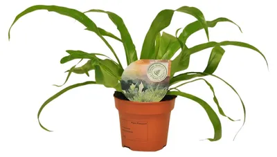 Produktbild von Asplenium Antiquum - 30cm - Ø12cm - Zimmerpflanze - Immergrün