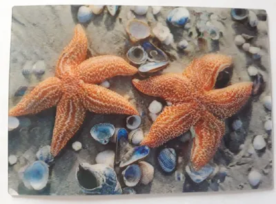 Produktbild von 3 D Ansichtskarte Seesterne mit Muscheln, Postkarte Wackelkarte Hologrammkarte, Muschel Seestern