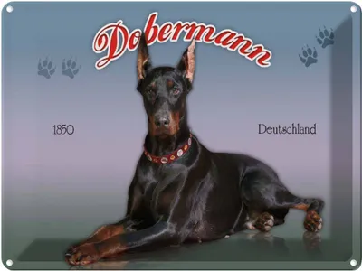 Produktbild von vianmo Blechschild 30x40 cm Hund Dobermann 1850 Deutschland