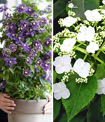 Produktbild von BALDUR Garten 2er Winterharte Kletterpflanzen Kollektion, Pflanzen im Topf, 1 Kletterhortensie Hydrangea und 1 Clematis Taiga®, bienenfreundlich und schmetterlingsfreundlich, mehrjährig, blühend