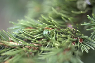 Produktbild von Blaufichte Lucky Strike 25-30 cm, im Topf - Picea pungens, immergrün
