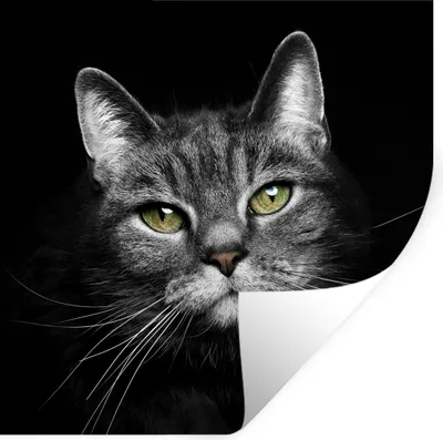 Produktbild von MuchoWow® Wandtattoo Wandsticker Wandaufkleber Haustiere - Katze - Tiere - Schwarz - Weiß 100x100 cm Selbstklebend und Repositionierbar - Wierderverwendbar - Selbstklebend