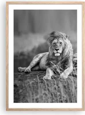 Produktbild von Gerahmtes Poster - Rahmen in heller Eiche - Löwe Tier Natur - 50x70 cm - Wand Bild - Wanddeko - Wandbilder - Kunstposter - Wandposter - Bilderrahmen - Bilder - Kunstdruck - Wandbild - P2NPA50x70-3931