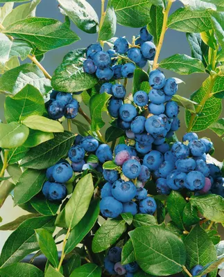 Produktbild von Vaccinium corymbosum 'Patriot', Heidelbeere, 40–60 cm, ertragreich