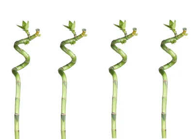 Four spiral lucky bamboo stalks are arranged in a row against a white background.