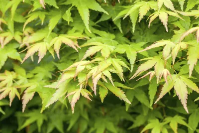Produktbild von Fächerahorn Bi-Hoo 40-60 cm, im Topf - Acer palmatum