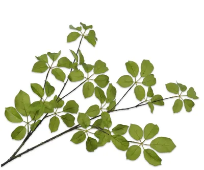 Produktbild von Kunstblume von Silk-ka – Seidenblumen, Blattzweig, grün, 120 cm