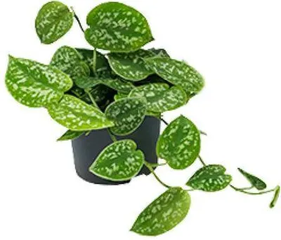 Produktbild von Scindapsus Pictus Ø12cm ↕15-20cm Efeutute mit glänzenden Blättern Zimmerpflanze