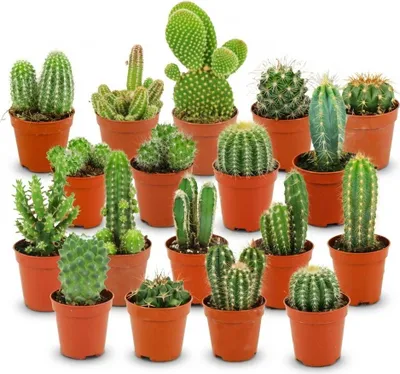 Zdjęcie produktu dla Zestaw mini kaktusów - 18 roslin - srednica 5,5cm - wysokosc 5 - 10cm - latwe w