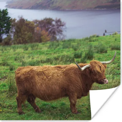 Produktbild von MuchoWow® Poster Schottische Highlander - Gras - Wasser - Tiere 100x100 cm - Babyzimmer
