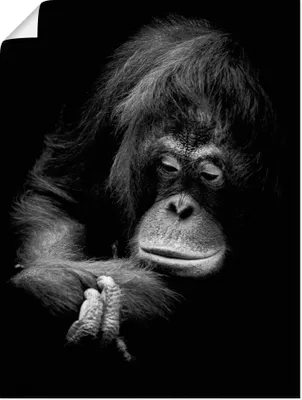 Produktbild von ARTland Poster Der nachdenkliche Orang Utan Größe: 45x60 cm