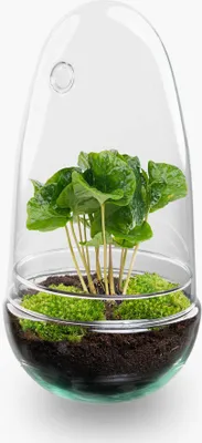 Produktbild von Flaschengarten - Egg - Pflanzen im Glas - ↑ 25 cm