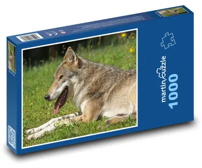 Obrázok produktu pre Puzzle 1000 Vlk oddychujúci na lúke - martinpuzzle