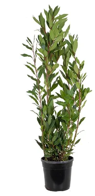 Produktbild von Laurus Nobilis, Lorbeer, Kübelpflanze, 80-100 cm, Topf 21 cm