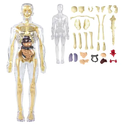 Image de modèle éducatif 3D modèle anatomique du corps humain, poupée torse anatomique, modèle de corps pour enfant à partir de 3 ans - FLESHTOPIA