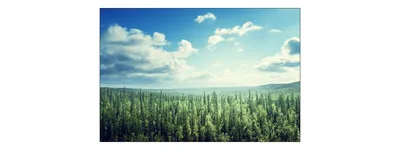 Obrázek produktu pro Fototapeta krajina 270 (š) x 180 (v) cm netkaná tapeta les stromy nebe obývací pokoj ložnice moderní nástěnné malby XXL příroda panorama nástěnná dekorace