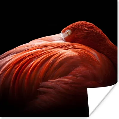 Produktbild von MuchoWow® Poster Flamingo - Federn - Rosa 50x50 cm - Wohnzimmerdekoration