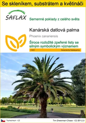 Obrázek produktu pro SAFLAX Kultivační sada - Kanárská datlová palma - Phoenix canariensis - 10 Semena - S mini skleníkem, pěstebním substrátem a 2 květináči