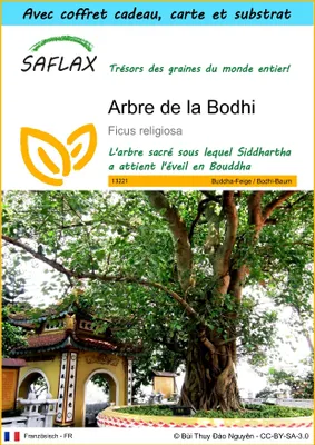 Image de SAFLAX Ensemble-cadeau - Arbre de la Bodhi - 100 graines - Ficus