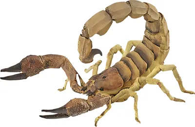 Image de Scorpion