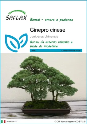 Immagine prodotto di SAFLAX  - Ginepro cinese - 30 semi - Juniperus