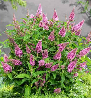 Produktbild von Sommerflieder ´BUTTERFLY CANDY® LITTLE PINK´ 20-30 cm, Cont. 2,5 l