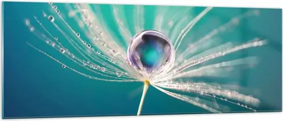 Produktbild von Bilder auf glas - Pflanze Natur - 140x50cm - Glasbilder - Wandbilder - Kunstdruck - zum Aufhängen bereit - Wanddekoration aus Glas - Glas Bilder - Wandbild auf Glas - Einteilig - GAB140x50-3991