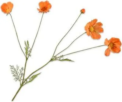 Produktbild von Kunstblume von Silk-ka – Seidenblumen-Kosmeenzweig, orange-gelb, 92 cm