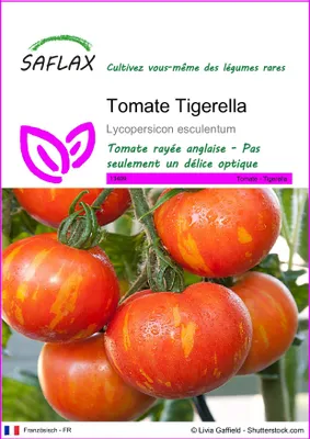 Image de SAFLAX  - Tomate Tigerella - 10 graines - Lycopersicon