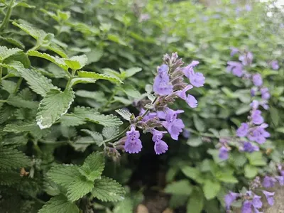 Obrázek produktu pro Kocicí máta Nepeta 'Walker's Low' 10 - 25cm, prumer 9cm, 12 rostlin