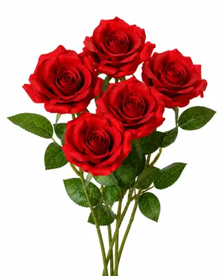 Produktbild von Künstliche Rosen mit Stiel 8x55cm 5 Stück Rot