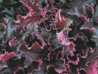 Produktbild von Heuchera "Purple Petticoats" - Purpurglöckchen "Purple Petticoats" im Topf 12 cm  - 12cm