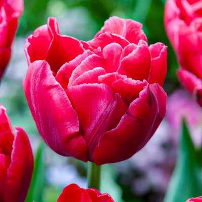 Productafbeelding van Winterharde, meerjarige tulpbollen, dubbelbloemig, gemengde kleuren - 25 bloembollen - Echte planten uit Nederland - Tulpbollen voor tuin, potten en balkon (grote bollen, geen zaad, niet kunstmatig)