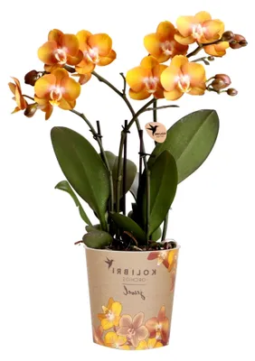 Produktbild von Orchideen | Orange-goldene Phalaenopsis-Orchidee - Jewel Las Vegas - Topfgröße Ø12cm | blühende Topfpflanze - frisch vom Züchter