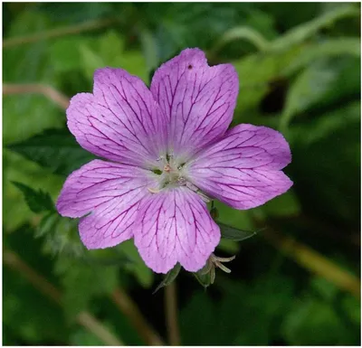 Produktbild von Stauden Gänge 10 x Geranium endressii - Pyrenäen Storchschnabel - Unermüdlich blühend und einfach bezaubernd - sehr Bienenfreundlich