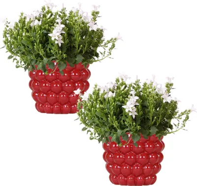 Image de 2x Campanula Addenda Ambella White en pot décoratif Berry - Taille de pot 12 cm - Plante vivace - rustique
