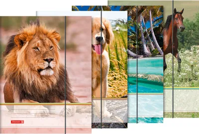 Produktbild von BRUNNEN Sammelmappe A4 Tiere Gummizug 1047084