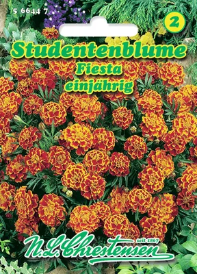 Produktbild von Studentenblume Fiesta | Studentenblumensamen von N.L. Chrestensen