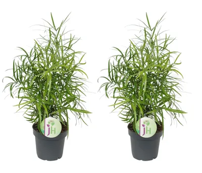 Produktbild von Zierspargel Asparagus falcatus 2er Set
